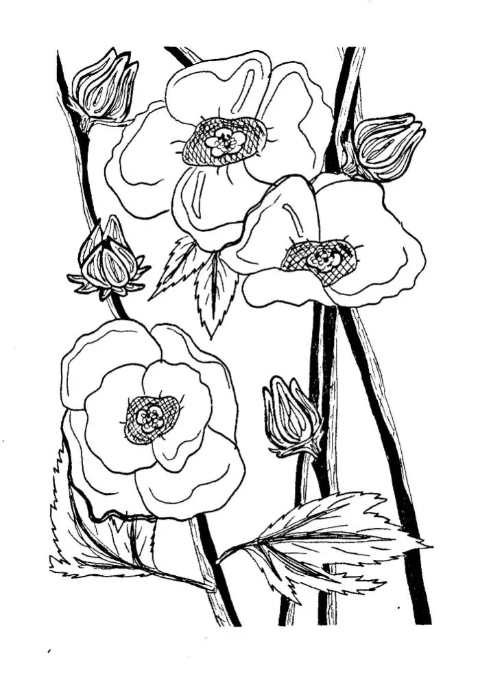 Sorrel